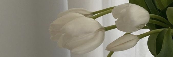 دِيم الحِجَـاز|•🕊️ banner