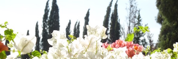 RevealLight's profile banner image
