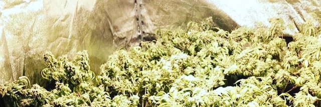 OakDank's profile banner image