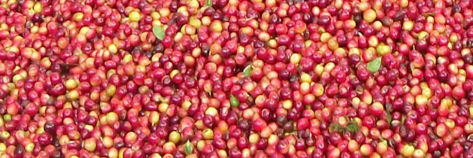 ElbaCafe's profile banner image