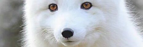 Melinda Ayres banner