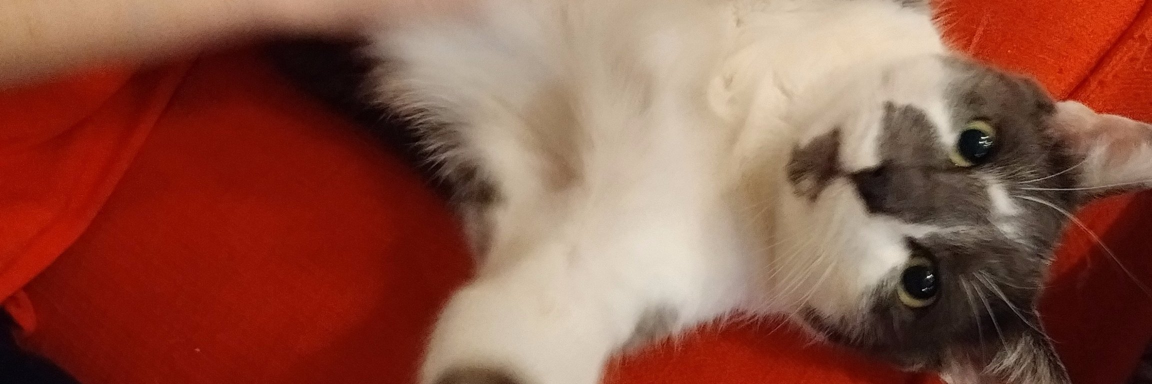 Hallie Haglund banner