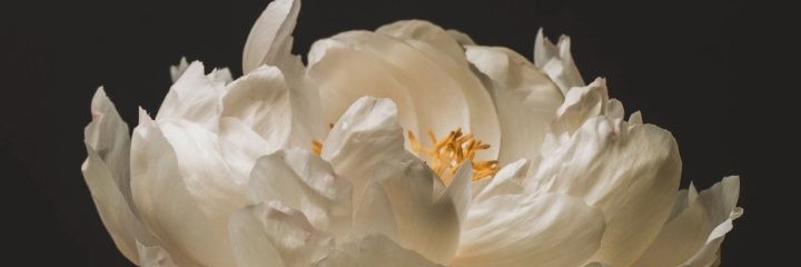 Lenz_lenlen's profile banner image