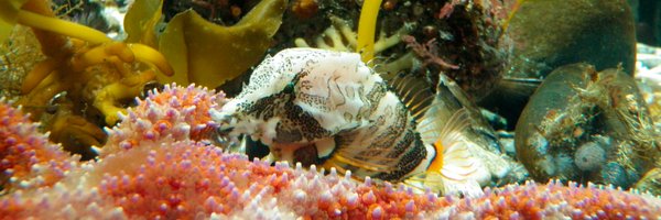 jdunic Profile Banner