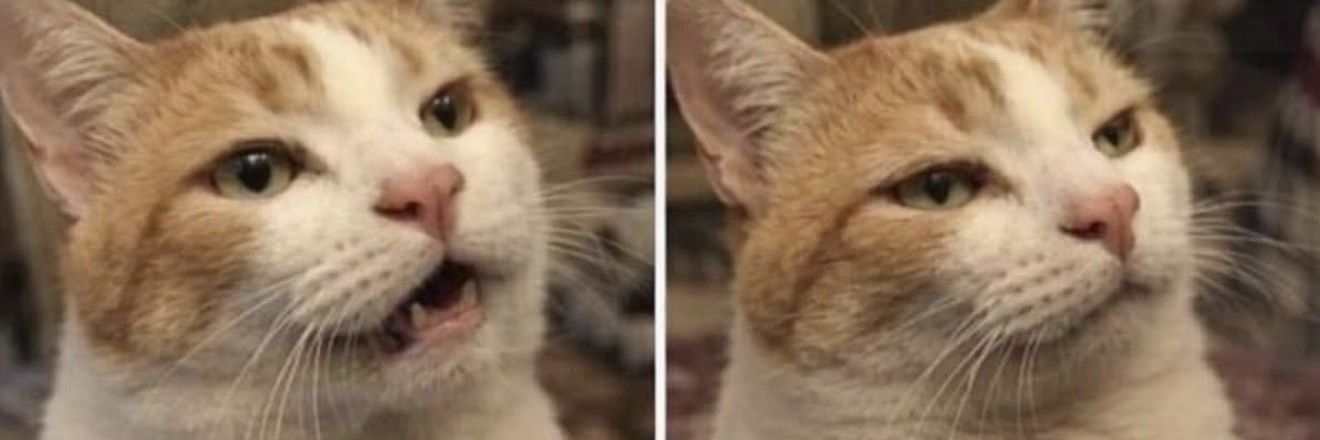 CESARE MEDICI banner