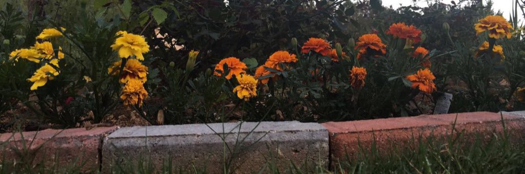 marigoldmexican's profile banner image