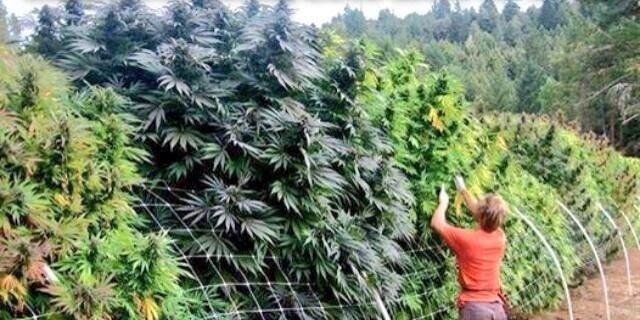 LegalizeGreenMJ's profile banner image