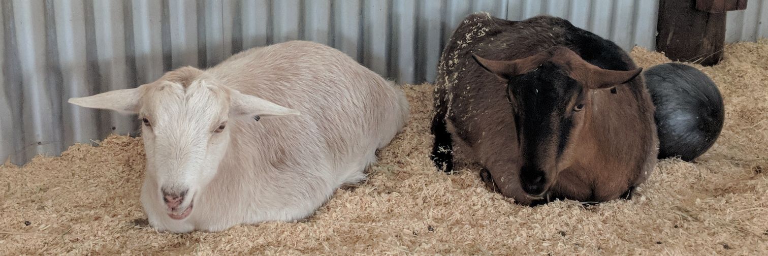 Thicco McRicco banner