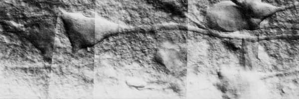 GregStuartLab Profile Banner