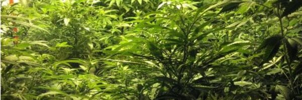 TheRealHaywire Profile Banner