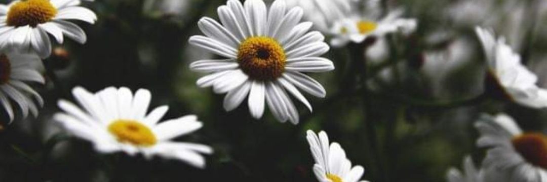 isabelmatheusm's profile banner image