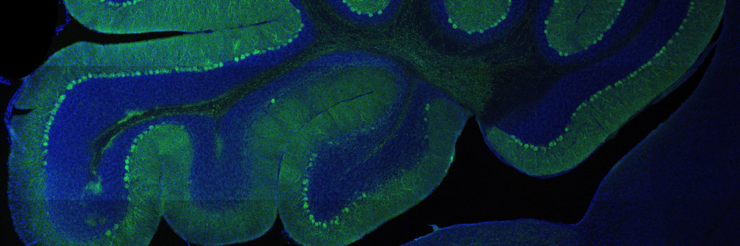 Emily Bates Lab banner