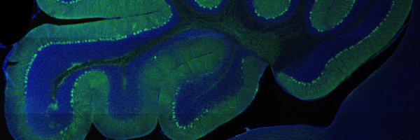 BatesLab Profile Banner