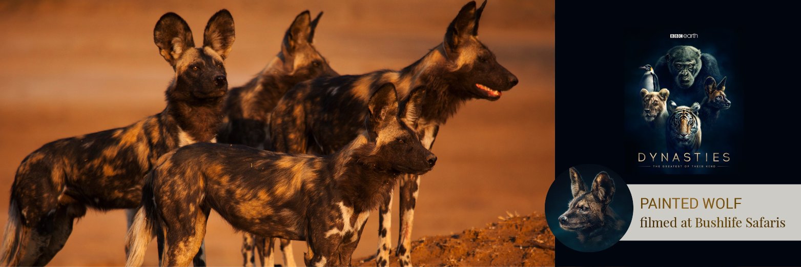 Bushlife Painted Wolf Conservancy banner
