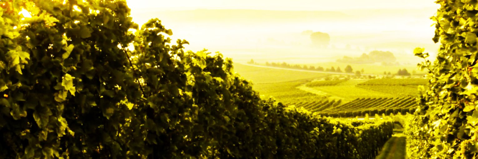 Protect Wine Origins banner