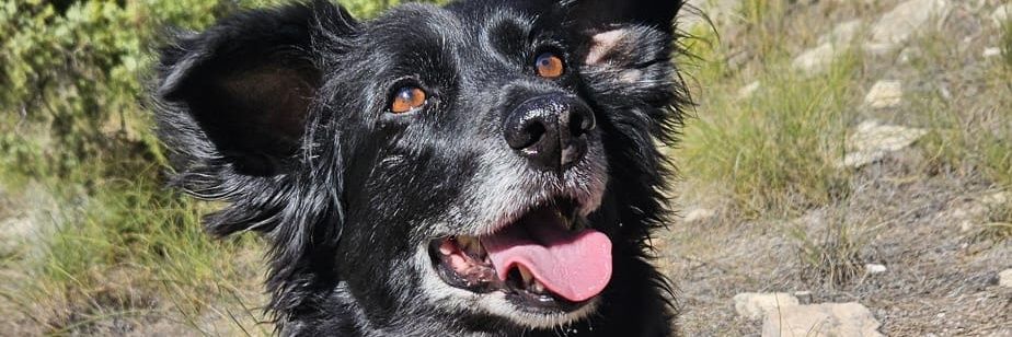 chachesebas's profile banner image