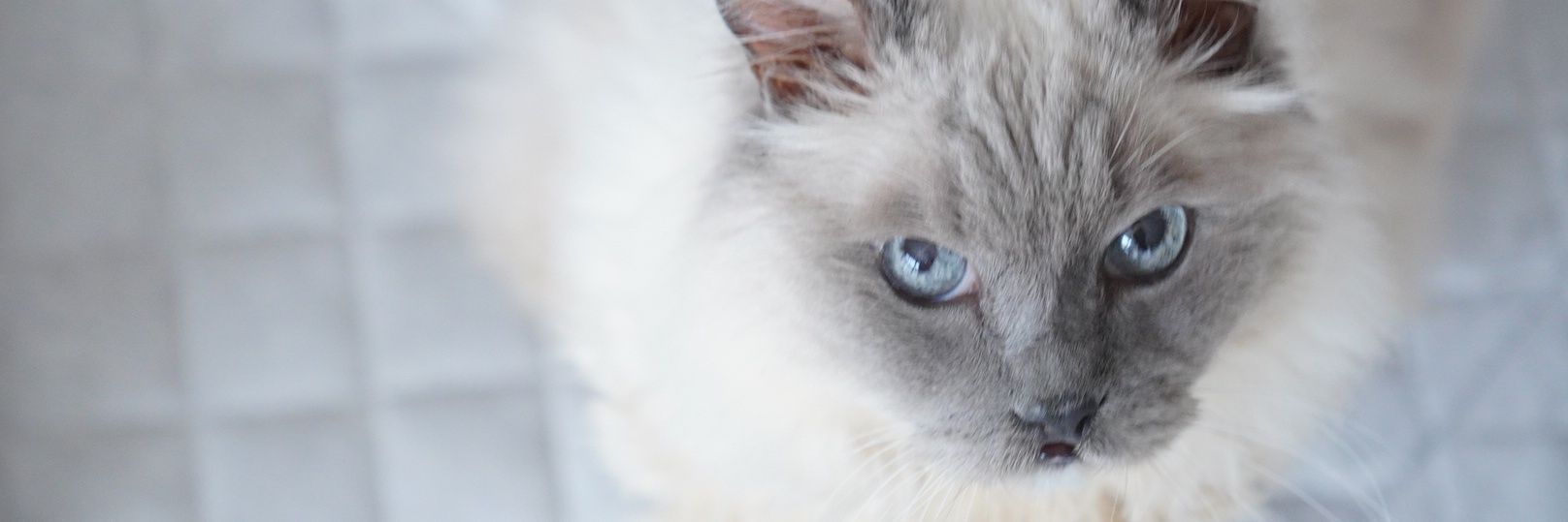 burijp's profile banner image