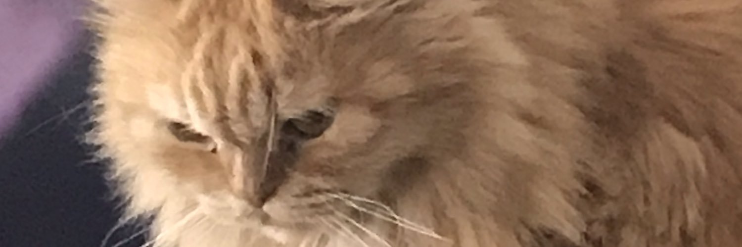 ClaClauCat's profile banner image