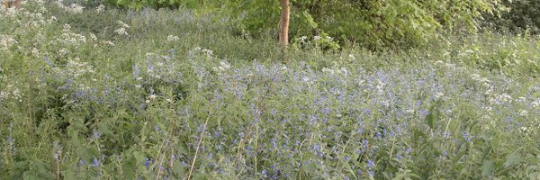 WildFlowerSoc Profile Banner