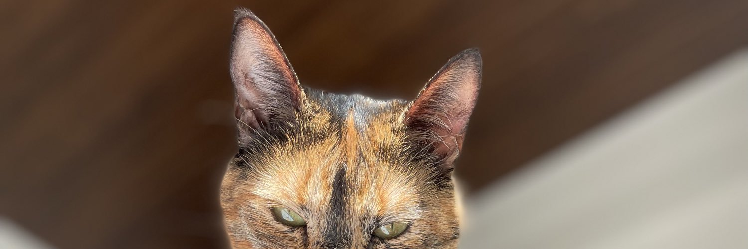 vannesapintor's profile banner image