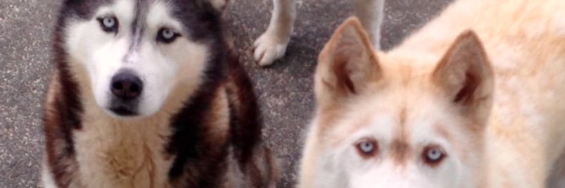 SnakeN8's profile banner image