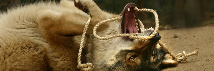 princess brat murdock 🐕‍🦺 banner