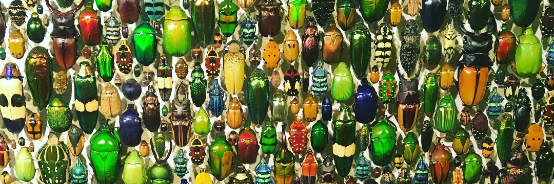 Emily Sprowls banner