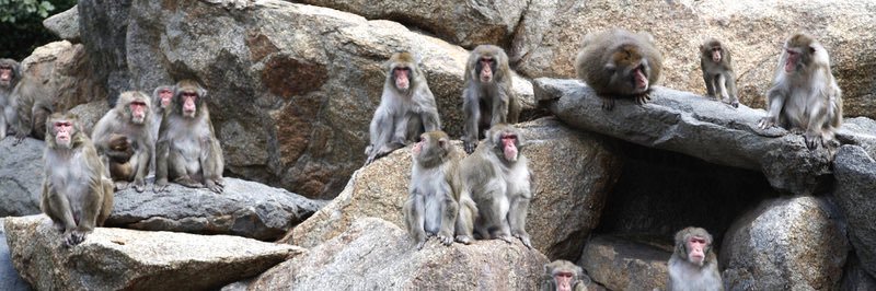 Monos eSports banner