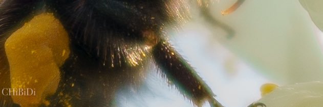 dangelsbee's profile banner image