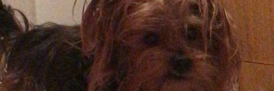 PascalMateo's profile banner image
