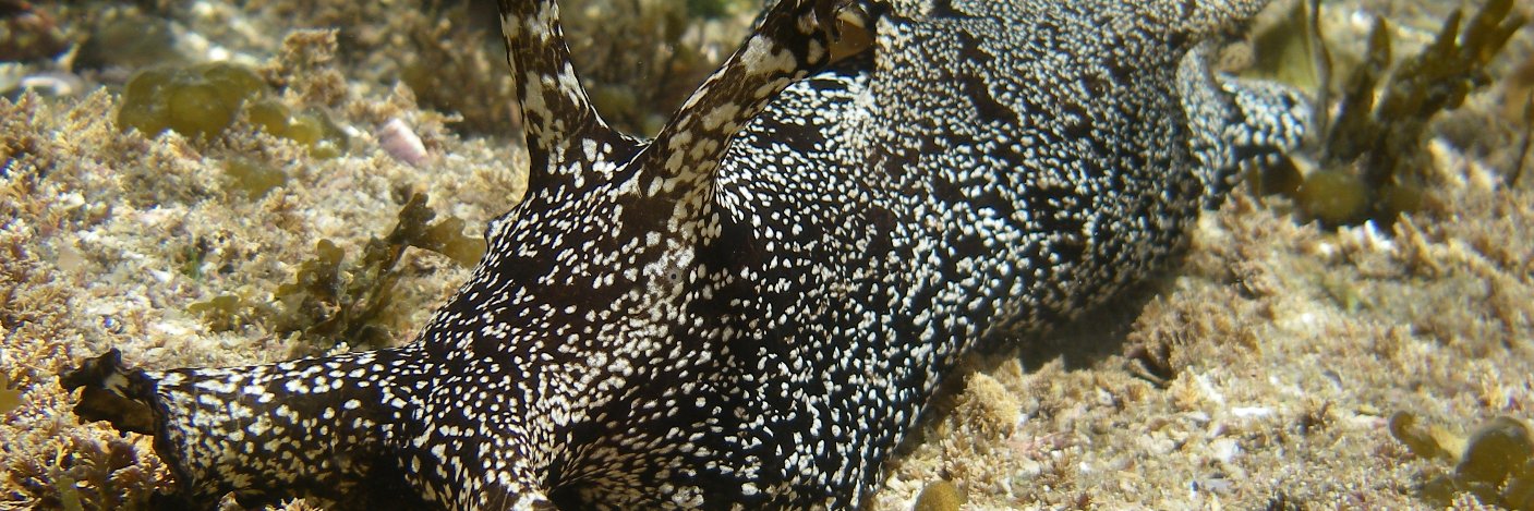 So ISHIDA / 石田　惣 banner