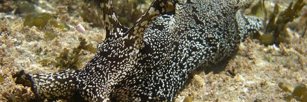 soishida Profile Banner