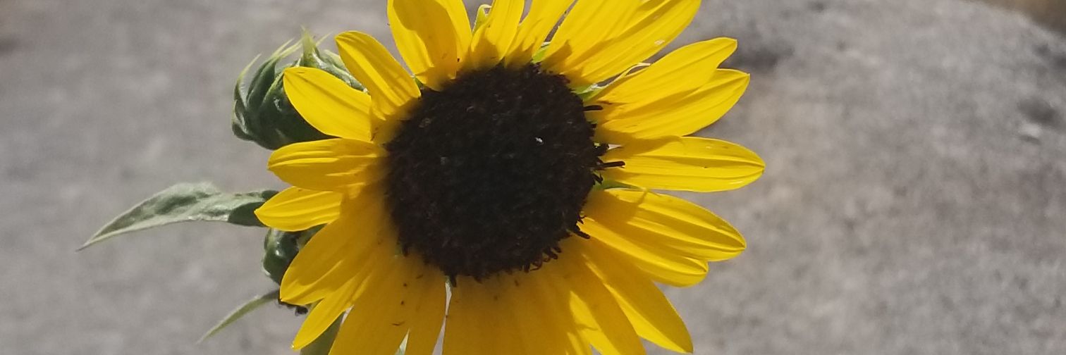 Becky banner