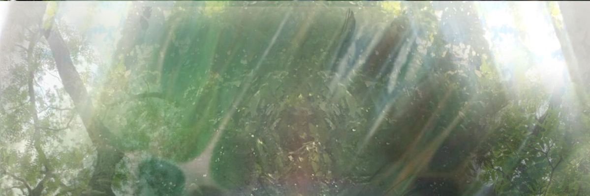 oniginseng's profile banner image