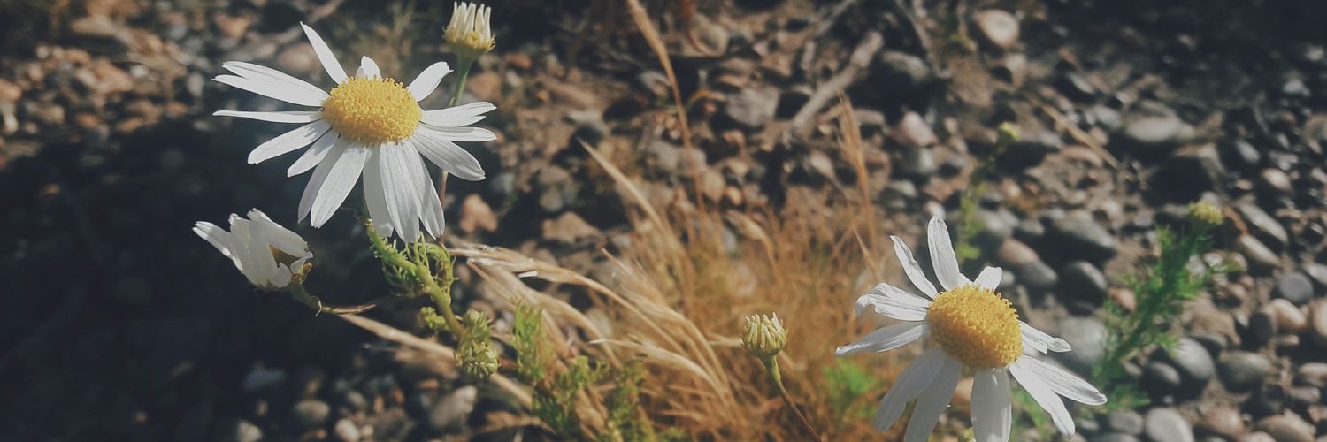 BraianTula1's profile banner image