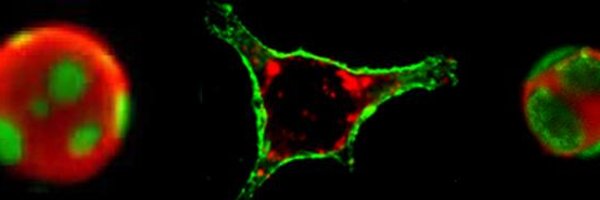 LeventalLab Profile Banner