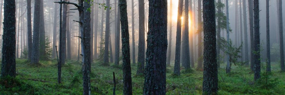 PaulTree10's profile banner image