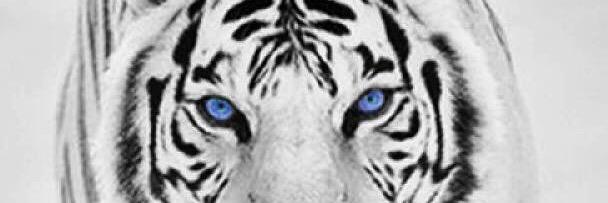 AdyAddarma's profile banner image
