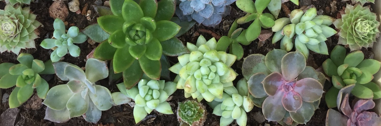 BeccaAnnCollins's profile banner image