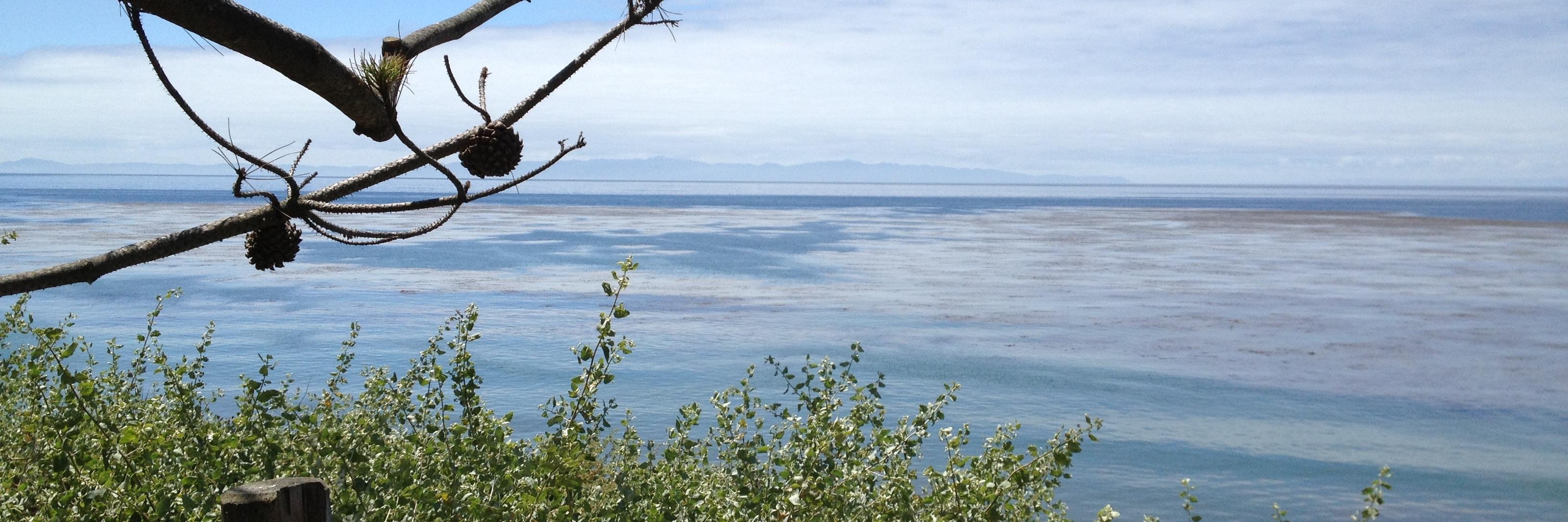 Courtney Hofman banner