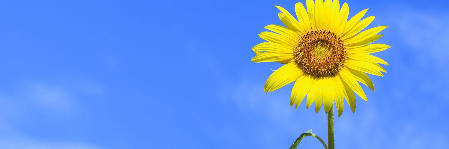 wilderkerberos's profile banner image