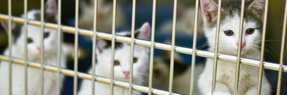 foranimalsinc's profile banner image