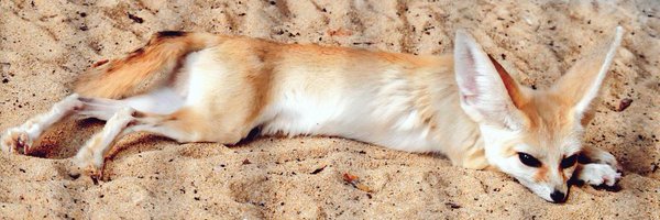 _vector_fox Profile Banner