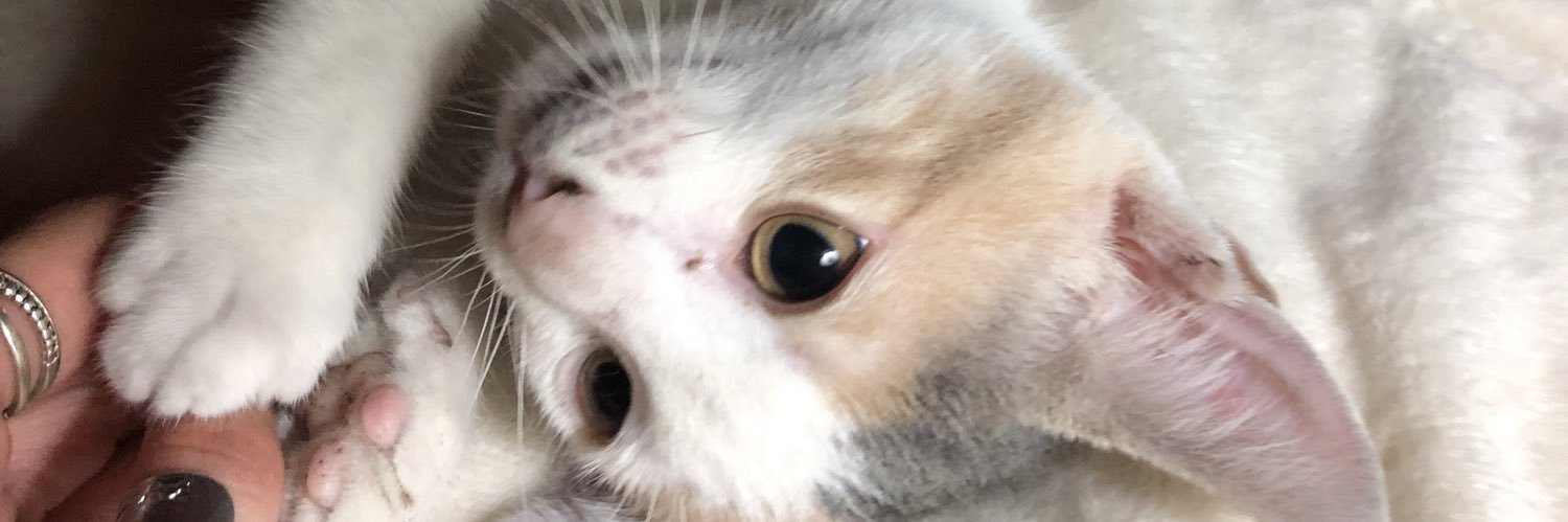 martigerardi's profile banner image