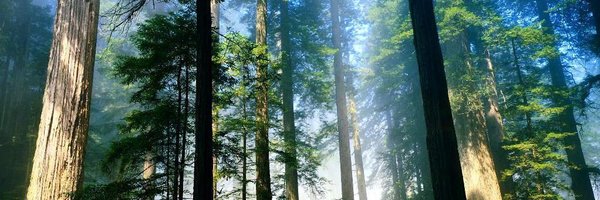 GULLANDES Profile Banner