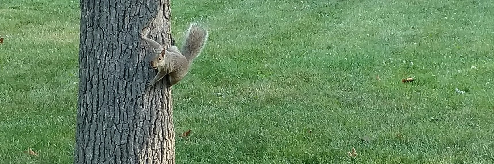 Roland Roberts banner