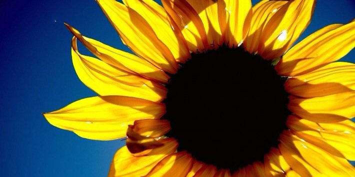 Tina_Rossi's profile banner image