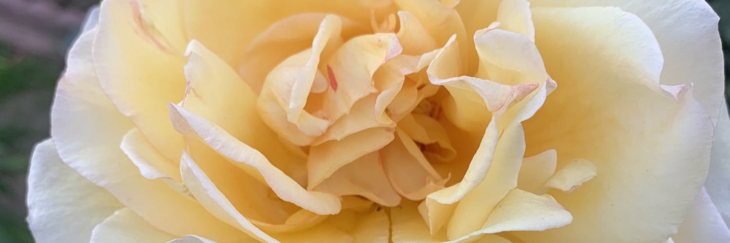 noellobo's profile banner image