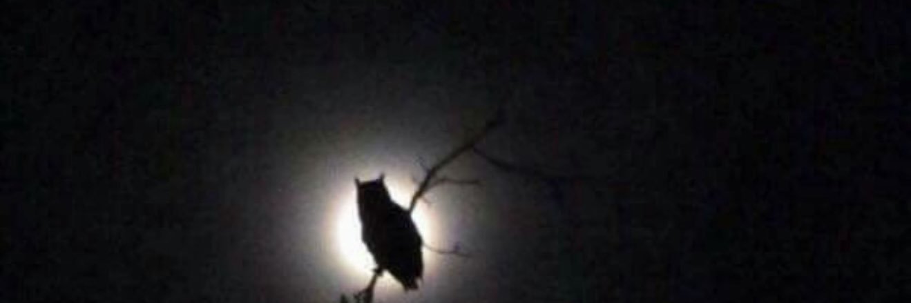 austellio's profile banner image