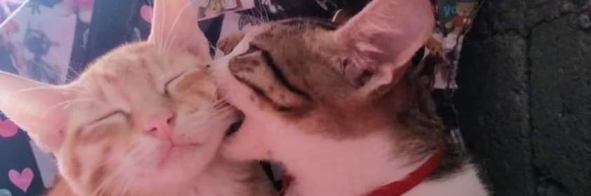 bukananess's profile banner image